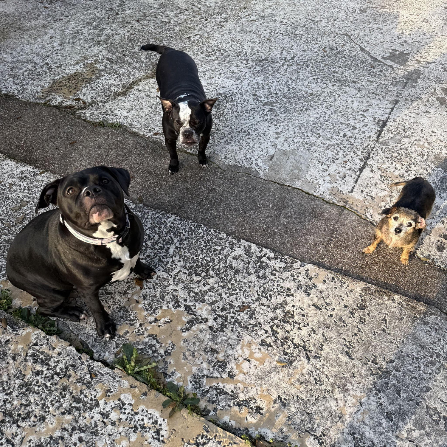 Our girls. Gigi, Bella, & Olivia (left to right)