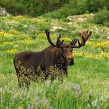 Wildlife Spotting