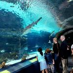 Adventure Aquarium