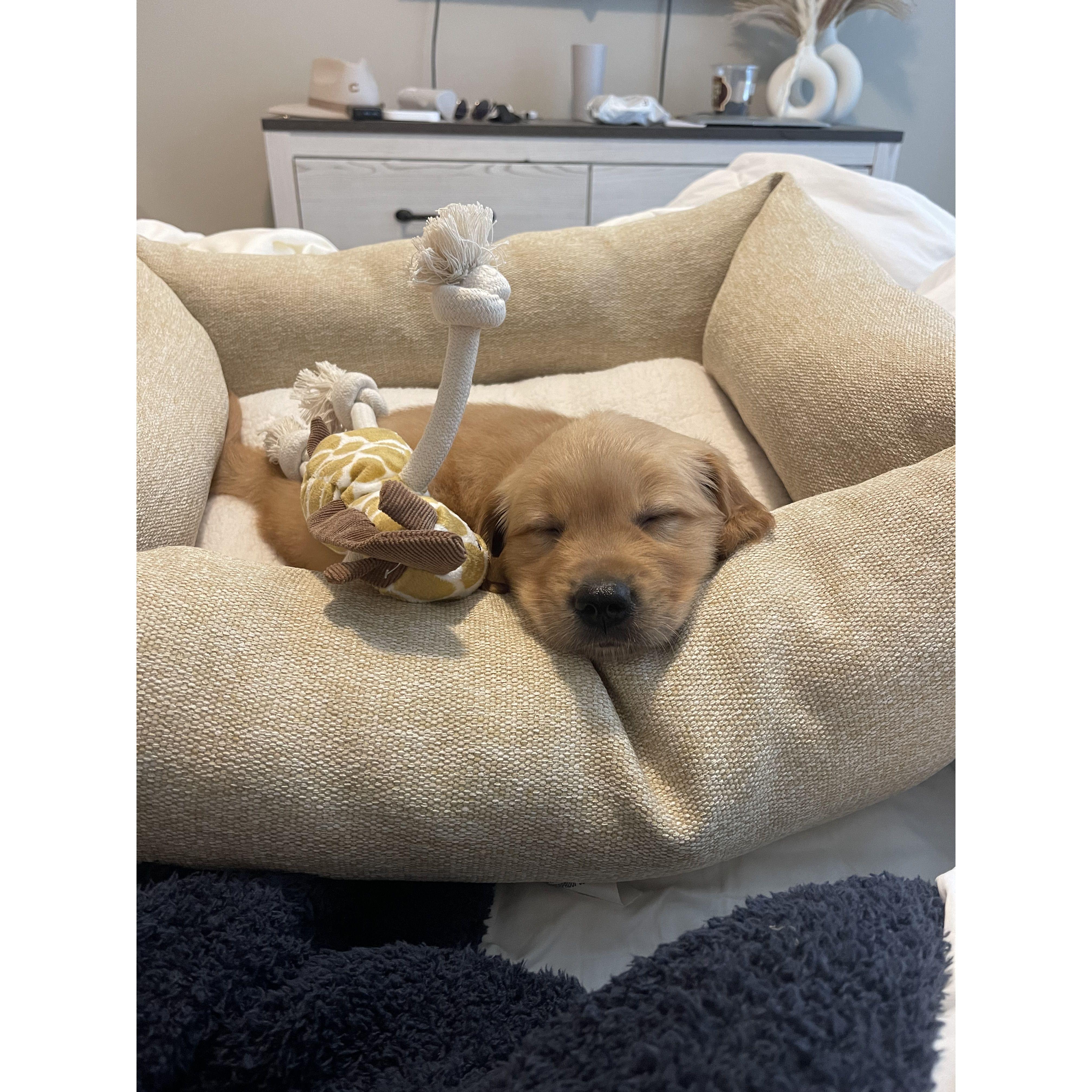 The day we brought Tucker home - July 2023