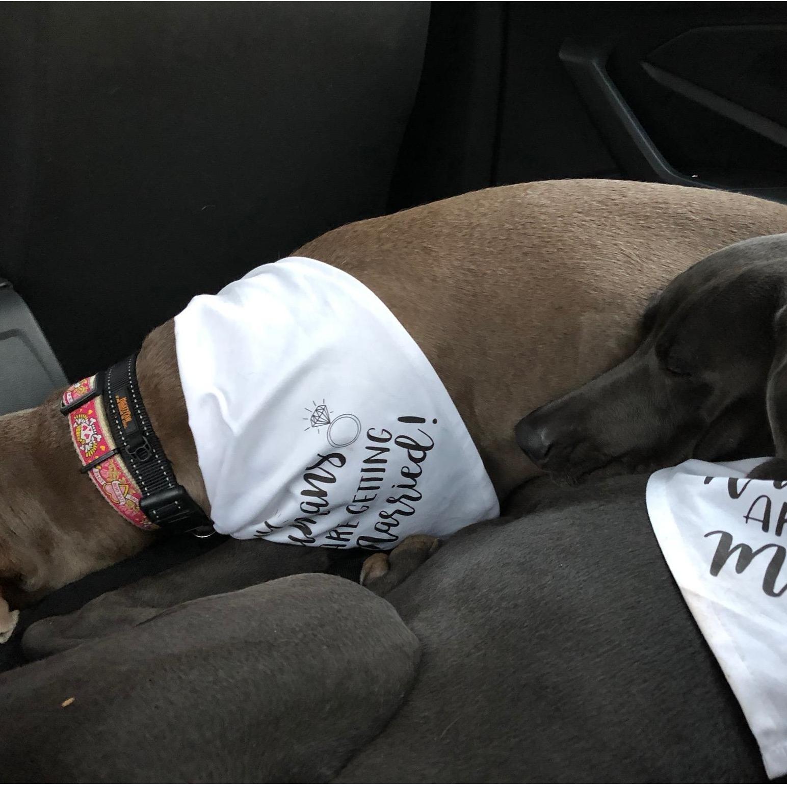 The puppies were plumb tuckered out by the time we headed home.