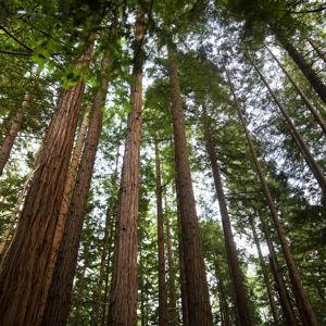 Honeymoon 2026 - Northern California (Fort Bragg and the Redwood coast)