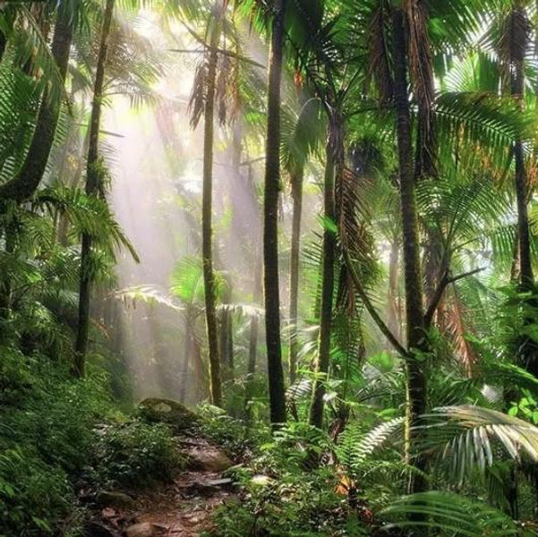 Guided Rainforest Adventure with H and J