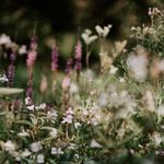 Sawtooth Botanical Garden