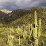 Sabino Canyon Tours