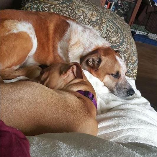 Chowder and Sadie