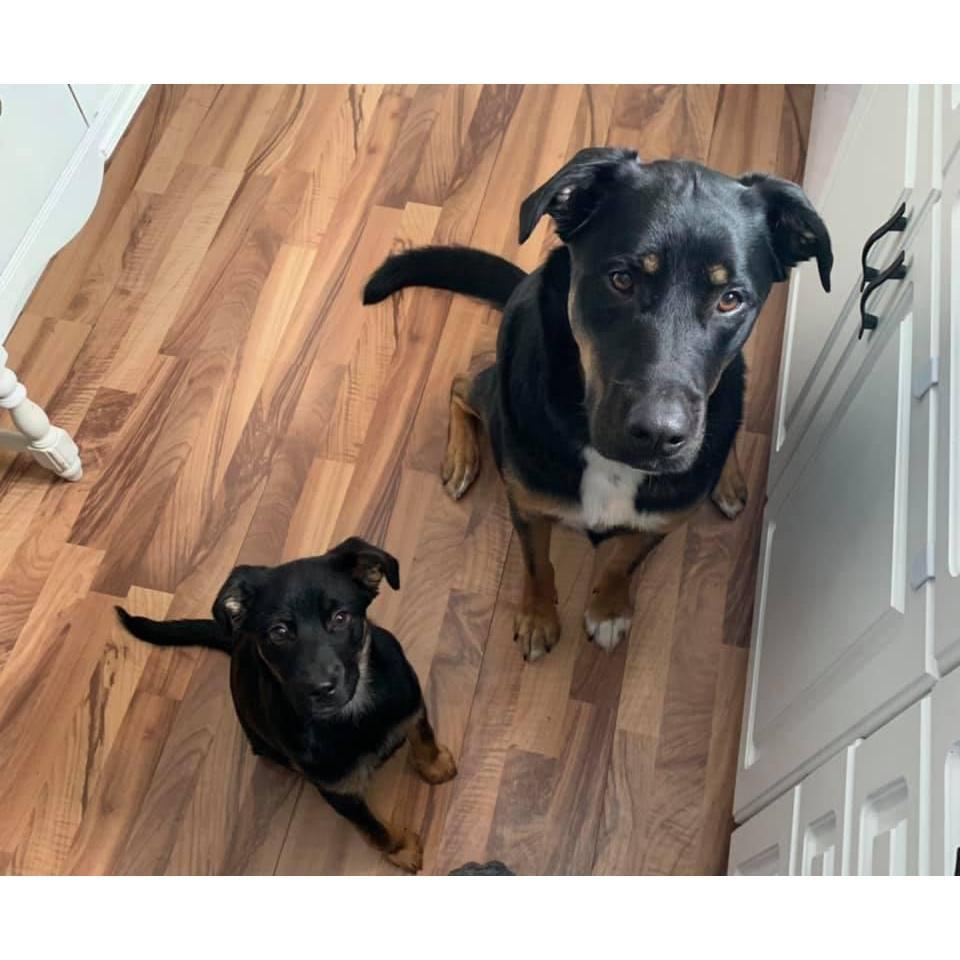 Our two big fur babies, Gunner & Zoey.