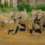 Birmingham Zoo