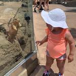 Turtle Back Zoo