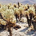Cholla Cactus Garden