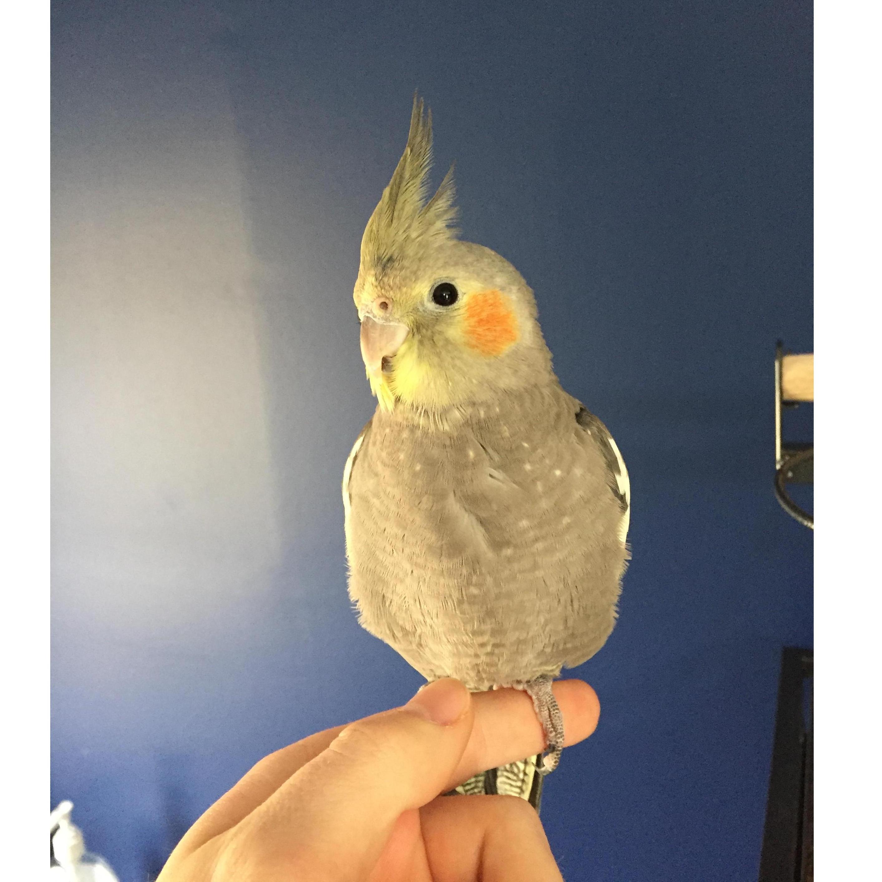 Apollo
