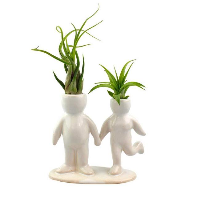 Live Tillandsia Air Plants and Air Plant Holder Complete with Ceramic Holding Hands Air Head Couple People Planter, Air Plant, and Air Plant Fertilizer