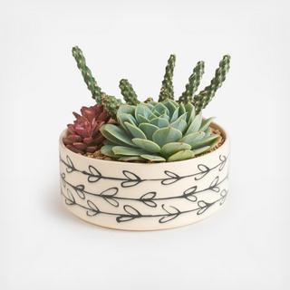 Heart Vine Handmade Planter with Succulents
