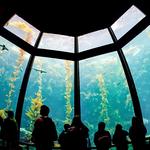 Monterey Bay Aquarium