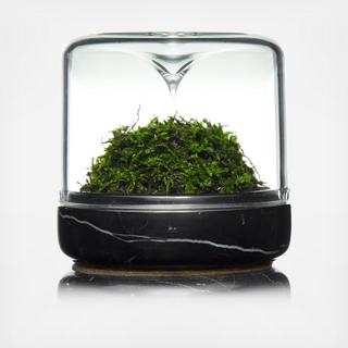 Sanctuary S Mossarium with Moss