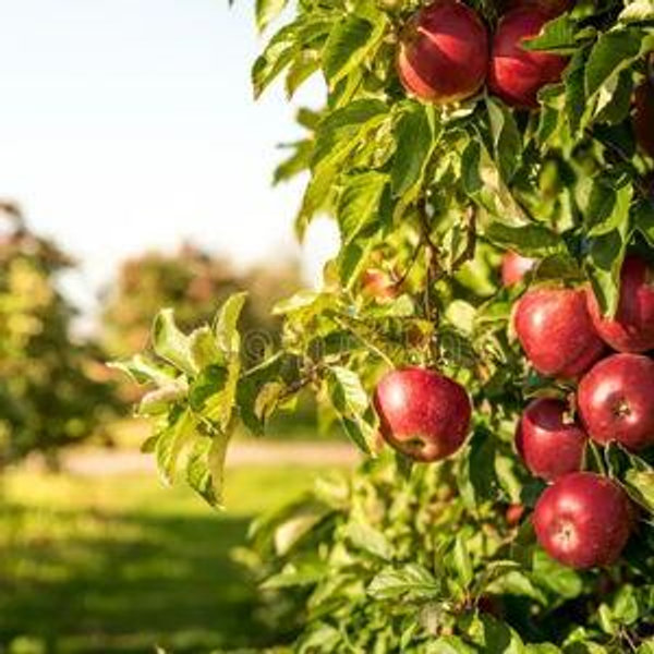 Fruit Tree Fund