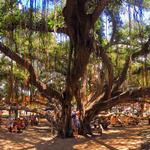 Banyan Tree