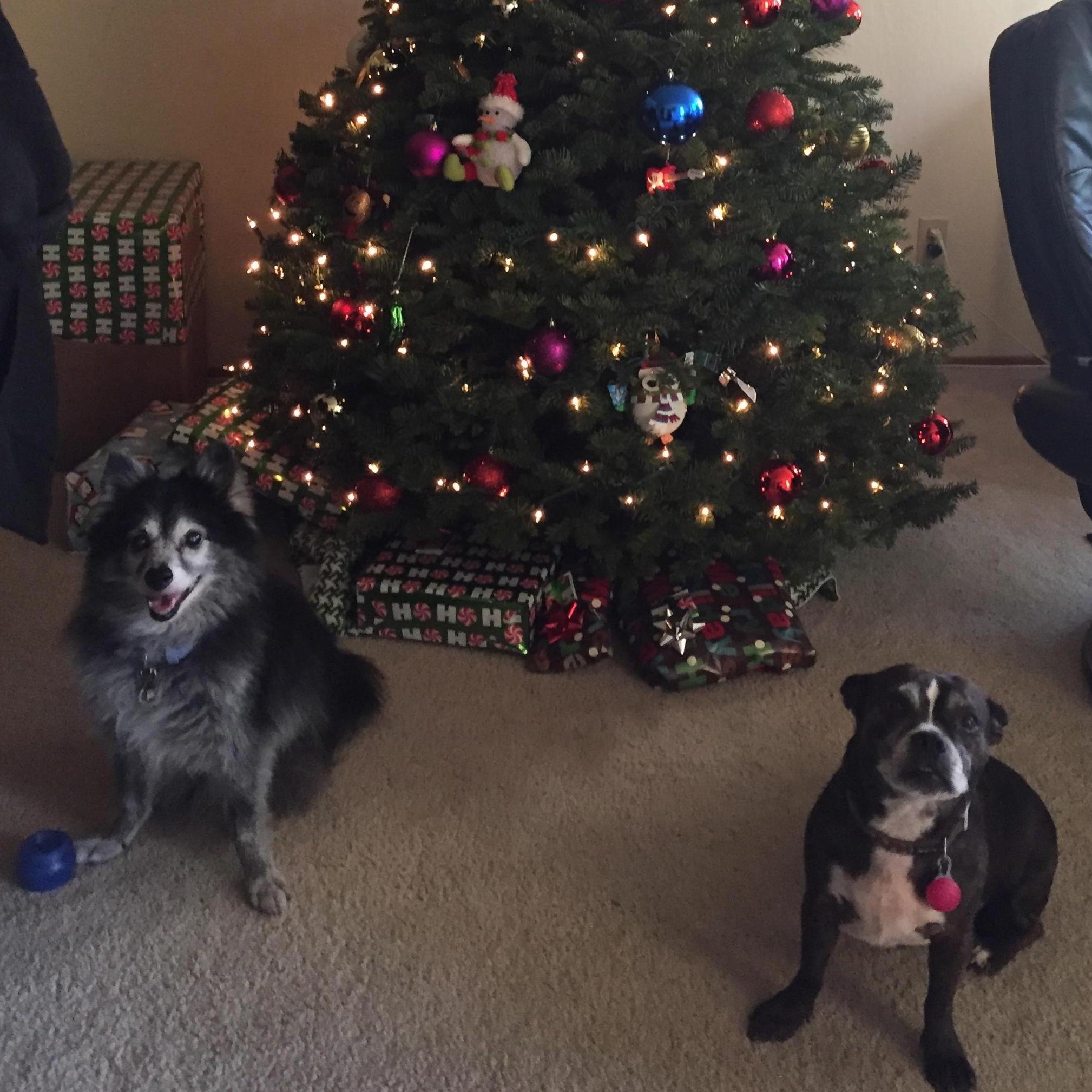 Our first Christmas together. 
Look how happy Flo & Alma are. Those boxes have "treats" in them!