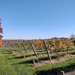 Cassidy Hill Vineyard