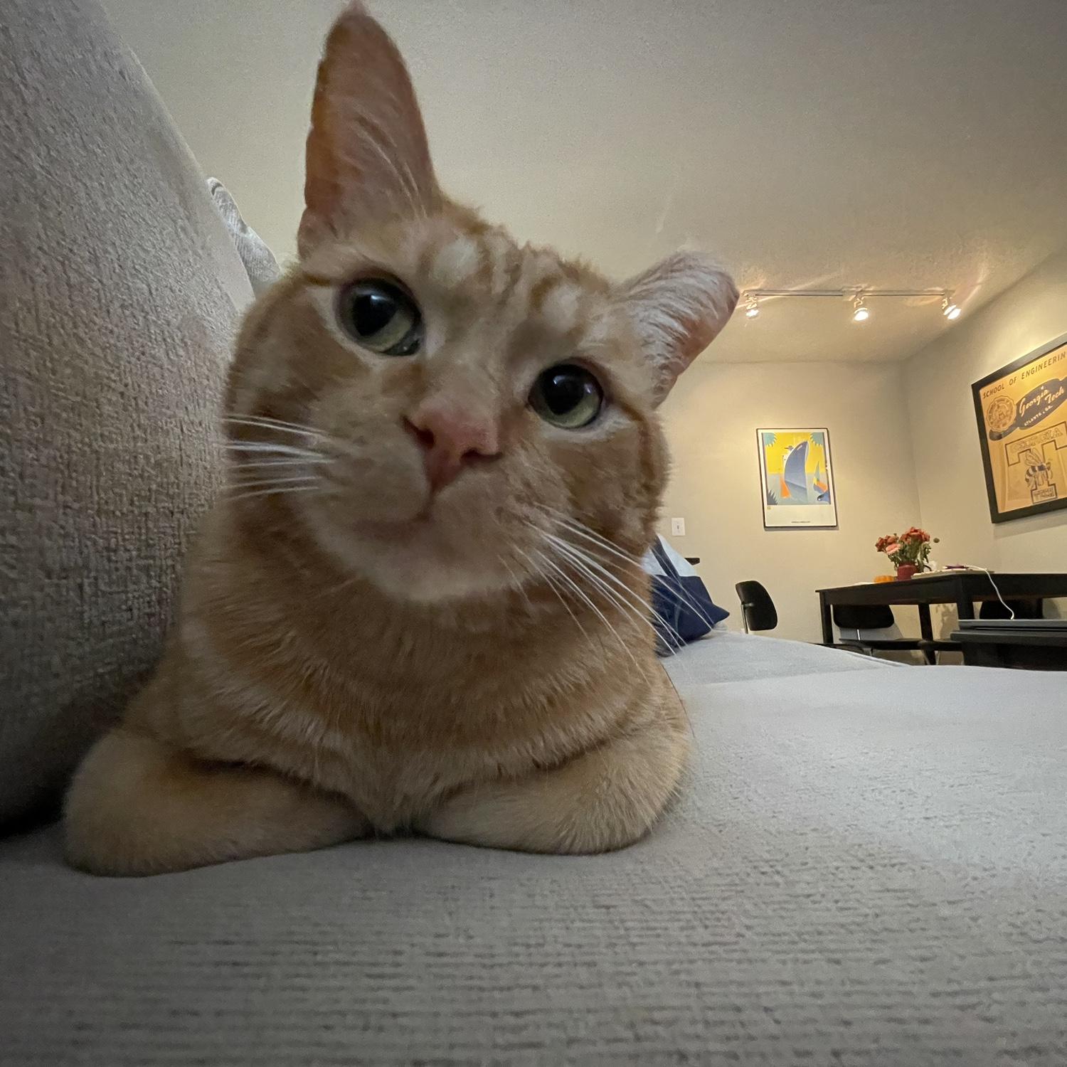 Our cat, Kurt!