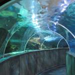 Grand Aquarium de Touraine