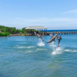 Honeymoon Excursion- Swim with Dolphins & Explore Dunn River Falls