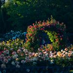Municipal Rose Garden