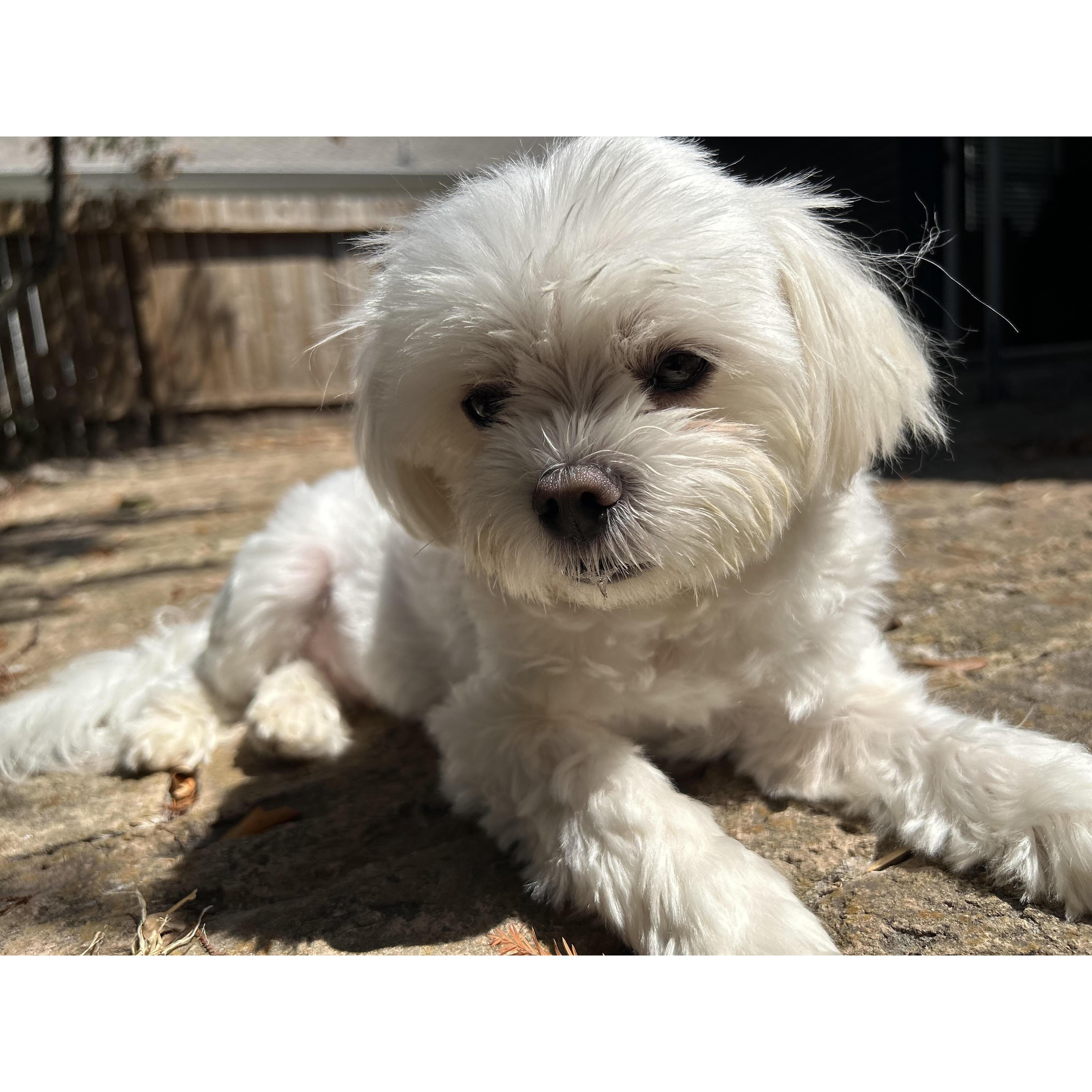 Little Motzart aka the little monster