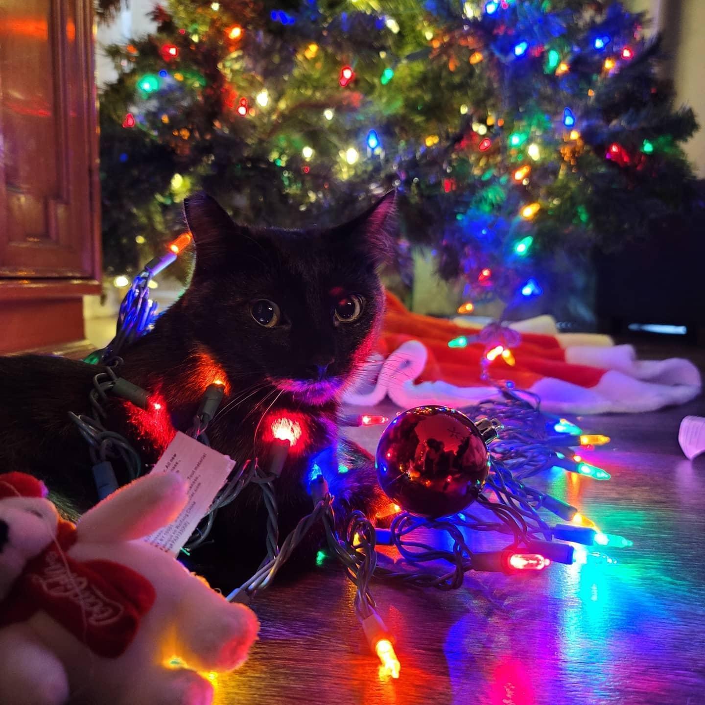 Our precious MouMou! - December 2020