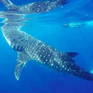 Swim & Snorkel with Whale Sharks Tour for 2 - Tulum