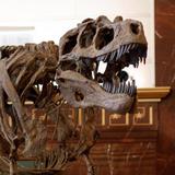 Texas Science & Natural History Museum