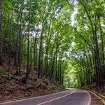 Bilar Man-Made Forest