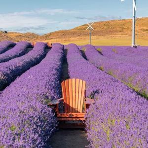 Visiting NZ Alpine Lavender Farm