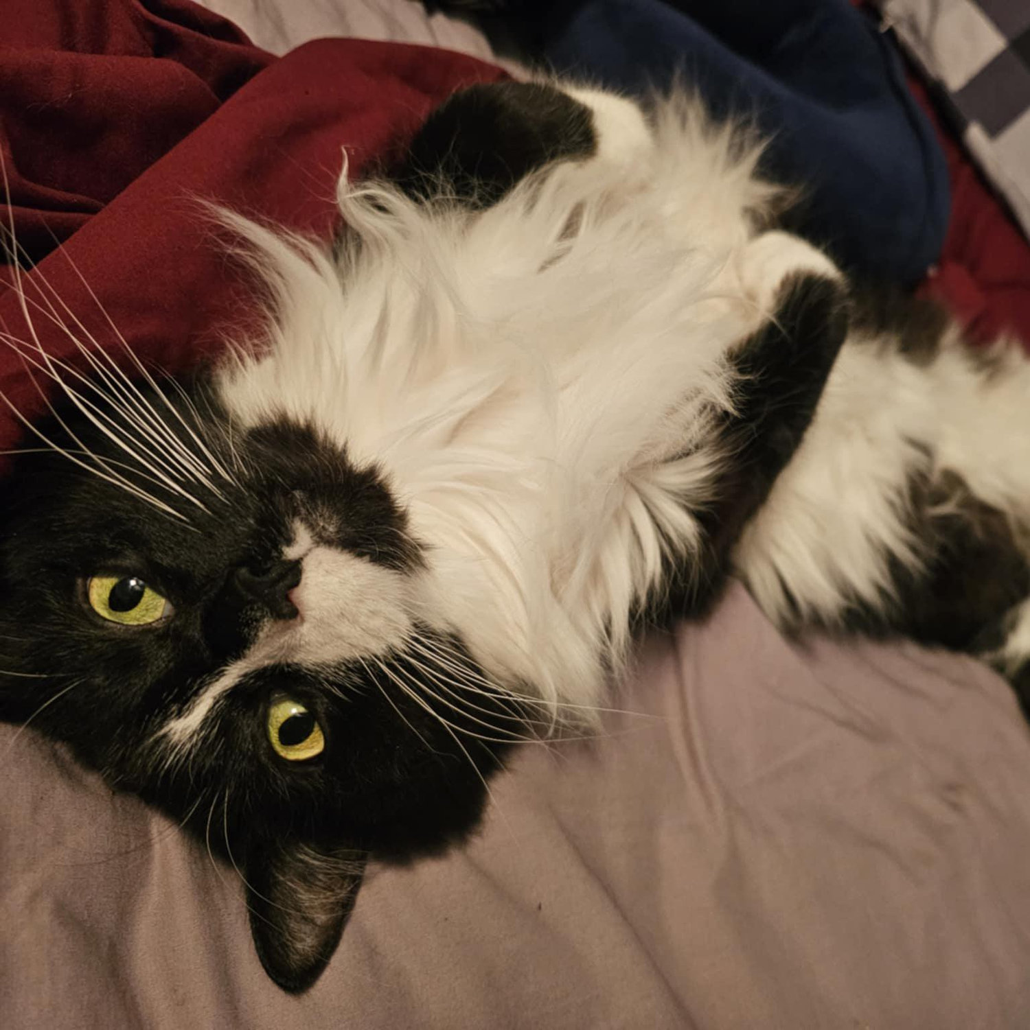 Our favorite fluff, Felix!