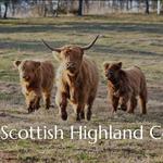 Scottish Highland Fluffy Cow Tour