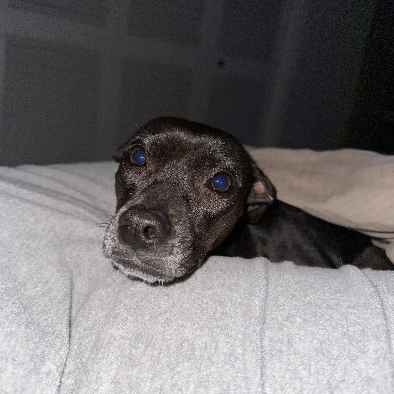 Our weird little seal dog, Scout