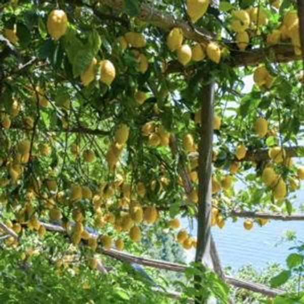 Lemon Grove Tour and Limoncello Tasting in Sorrento
