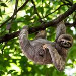 Sloth and White Water Rafting Excursion