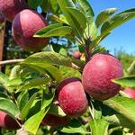 Eastmont Orchards