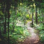 Ivy Creek Natural Area- For the Explorer's