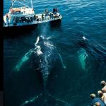 Whale Watching