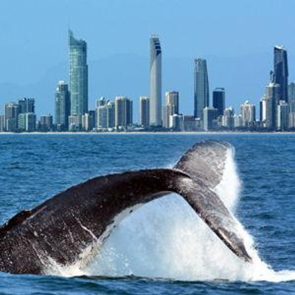 Whale Watching Excursion