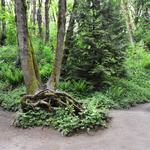 Tryon Creek State Natural Area