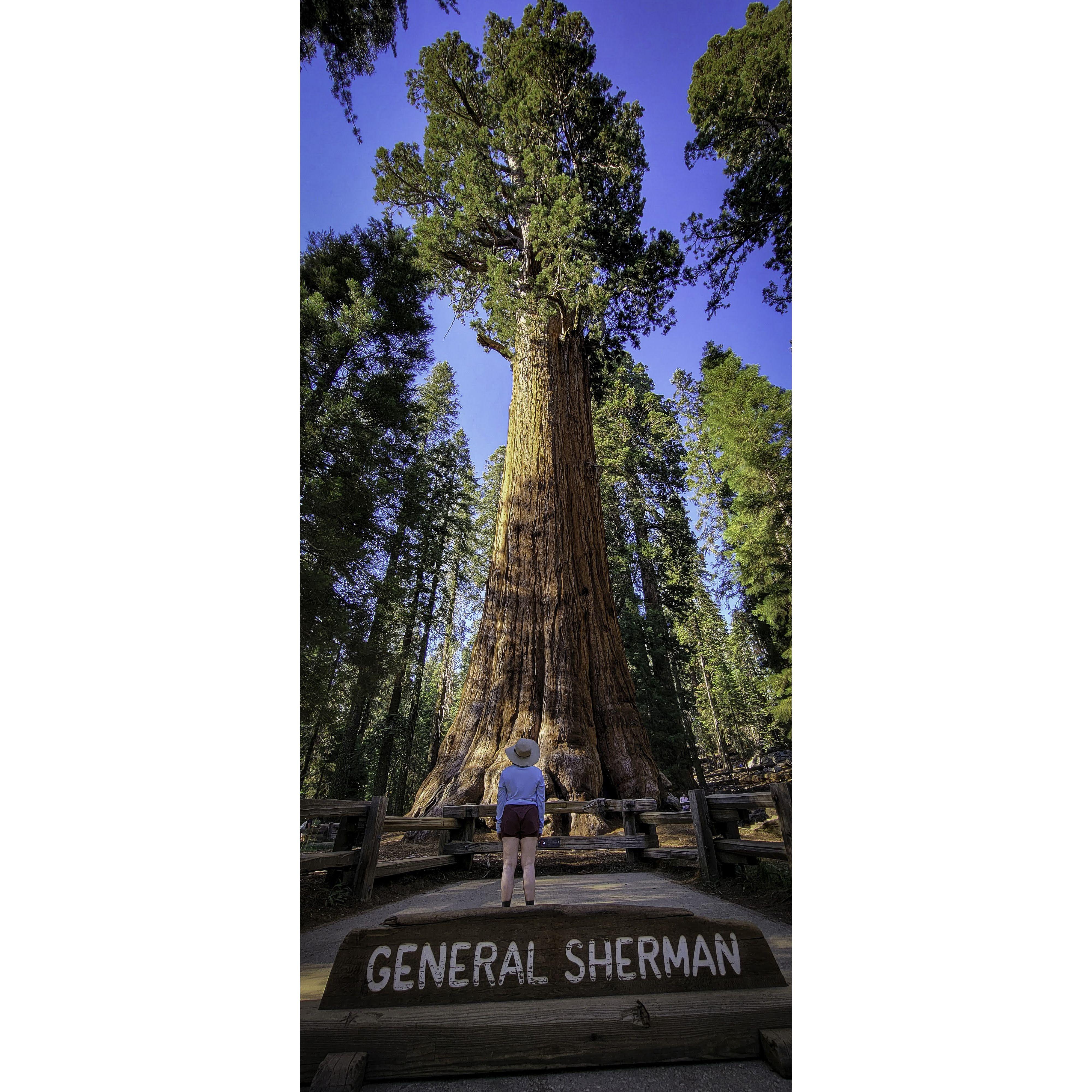 Kady in front of the General Sherman Tree