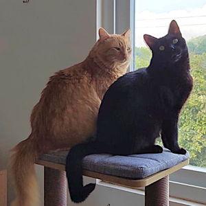 Cat Baby Sitter Fund