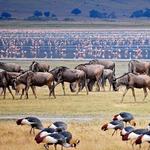 Roaming the Ngorongoro Crater