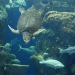 South Carolina Aquarium