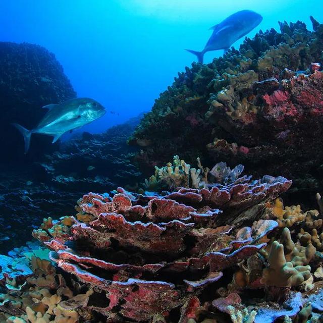 Snorkeling Gear Rental