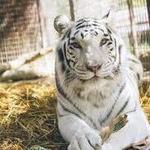 Rancho Wildlife Foundation