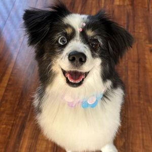 Year's Supply Of Pet Treats